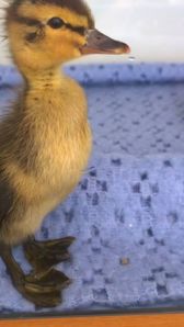 Duckling that was rescued and nursed back to health by R&H.